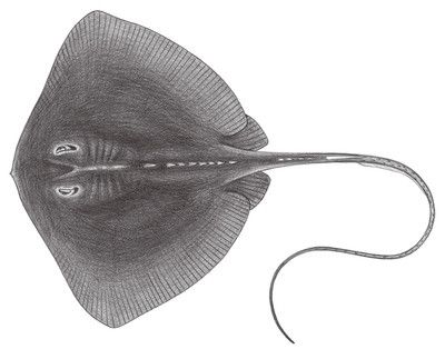魟魚的拼音怎么讀音發音：\"魟魚\"的拼音是\"的發音