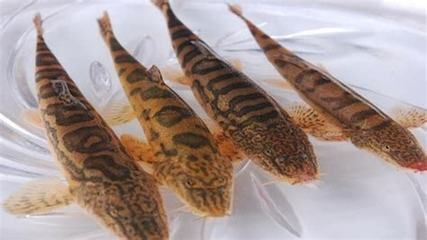 紅老虎魚混養最佳伴侶，紅老虎魚混養密度控制，