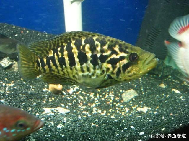 紅老虎魚混養最佳伴侶，紅老虎魚混養密度控制，