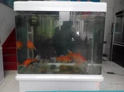 380的魚缸適合養(yǎng)什么魚：380魚缸適合養(yǎng)什么樣的魚？