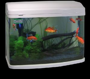 380的魚缸適合養(yǎng)什么魚：380魚缸適合養(yǎng)什么樣的魚？
