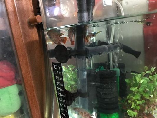 豬鼻龜養多大好養：豬鼻龜最大能養到多大