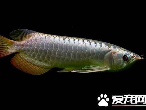過背金龍魚用什么色溫的燈比較好看：過背金龍魚的燈光色溫