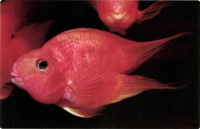 觀賞魚名貴品種排名（名貴觀賞魚養殖技術）