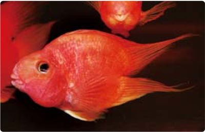 觀賞魚名貴品種排名（名貴觀賞魚養殖技術）