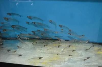 觀賞魚名貴品種排名(名貴觀賞魚養殖技術) 伊罕水族 第4張 觀賞魚名貴品種排名(名貴觀賞魚養殖技術) 觀賞魚名貴品種排名(名貴觀賞魚養殖技術) 伊罕水族 第4張