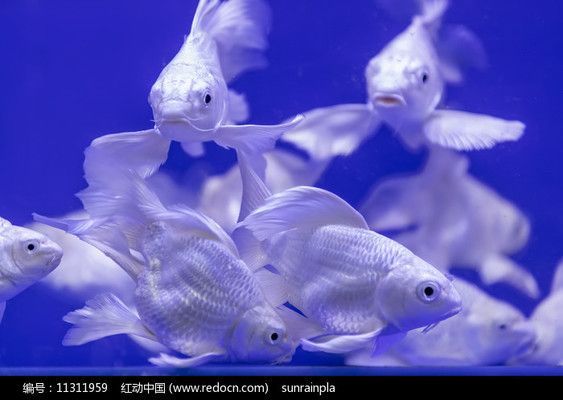 獅子頭蝴蝶鯉幼苗圖片（關于獅子頭蝴蝶鯉幼苗的圖片資源綜合搜索結果信息整理）
