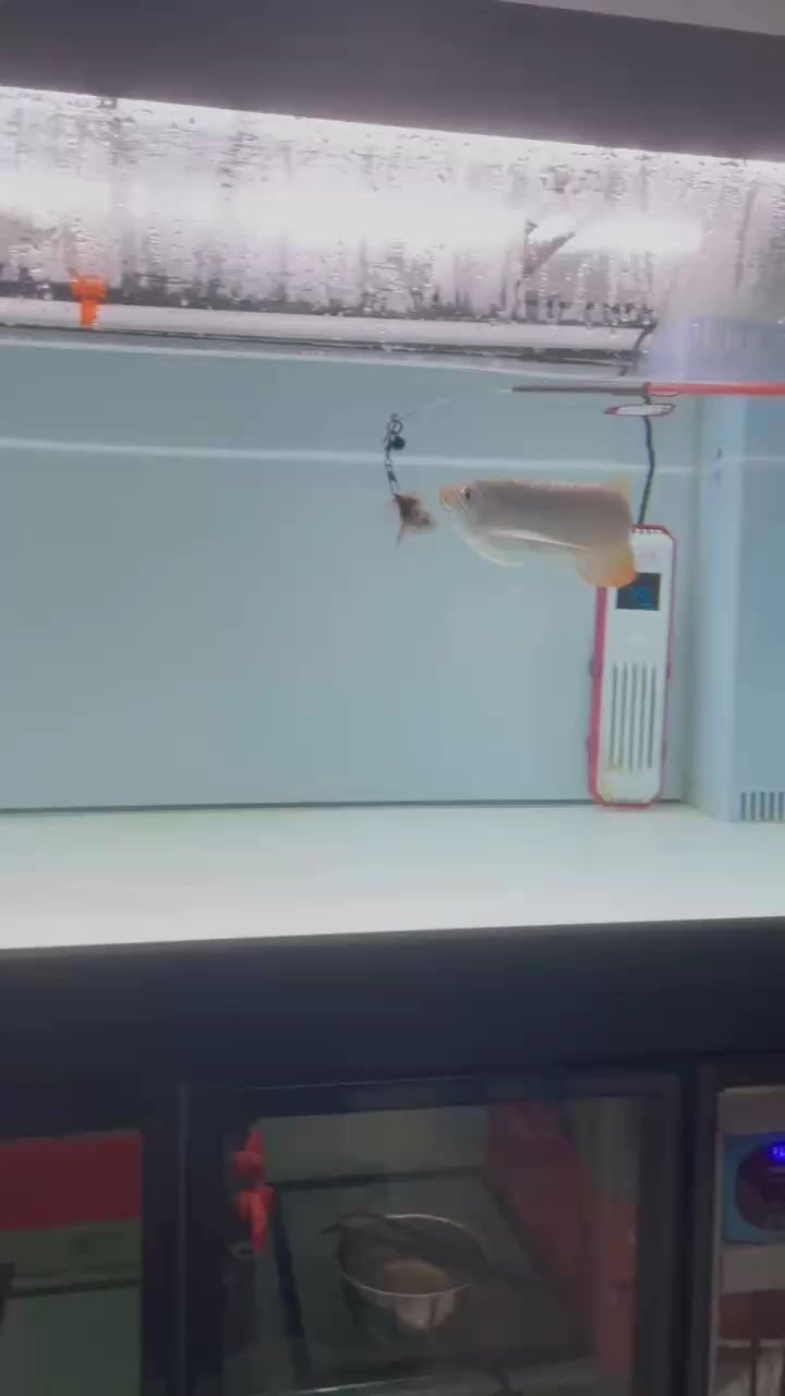 深夜遛魚 深夜遛魚 龍魚論壇