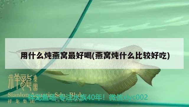藍曼龍魚飼養(yǎng)方法（曼龍魚怎么養(yǎng)）