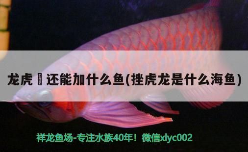 龍虎魟還能加什么魚(挫虎龍是什么海魚) 龍虎魟還能加什么魚(挫虎龍是什么海魚) 錦鯉魚百科