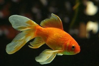 祥龍水族館海洋生物科普課程（祥龍水族館的海洋生物科普課程）