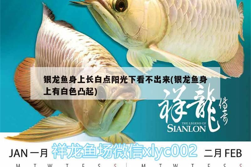 銀龍魚身上長白點陽光下看不出來(銀龍魚身上有白色凸起)