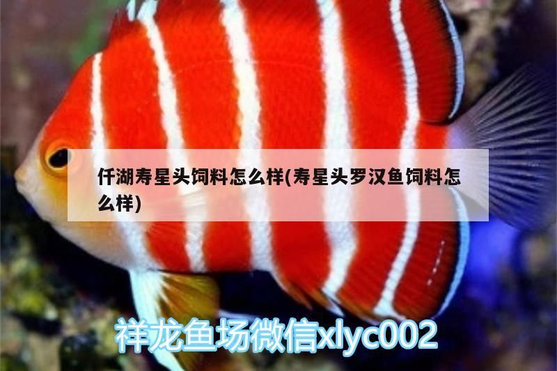 我的虎魚真菌感染了要怎么處理 仟湖壽星頭飼料怎么樣(壽星頭羅漢魚飼料怎么樣) 仟湖 仟湖壽星頭飼料怎么樣(壽星頭羅漢魚飼料怎么樣) 仟湖壽星頭飼料怎么樣(壽星頭羅漢魚飼料怎么樣) 仟湖