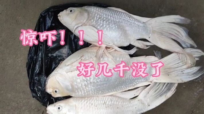 蝴蝶鯉死了什么原因（蝴蝶鯉突然死亡怎么辦）