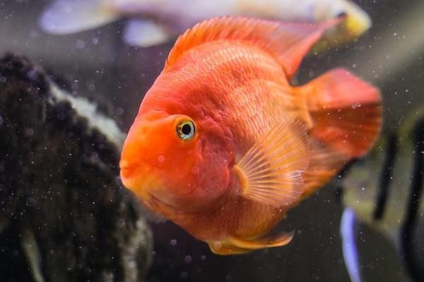 可麗愛愛唯希魚缸（可麗愛愛唯希魚缸產地）