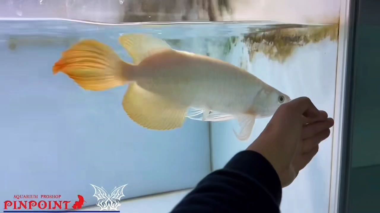 超級火炬尾，藝術品