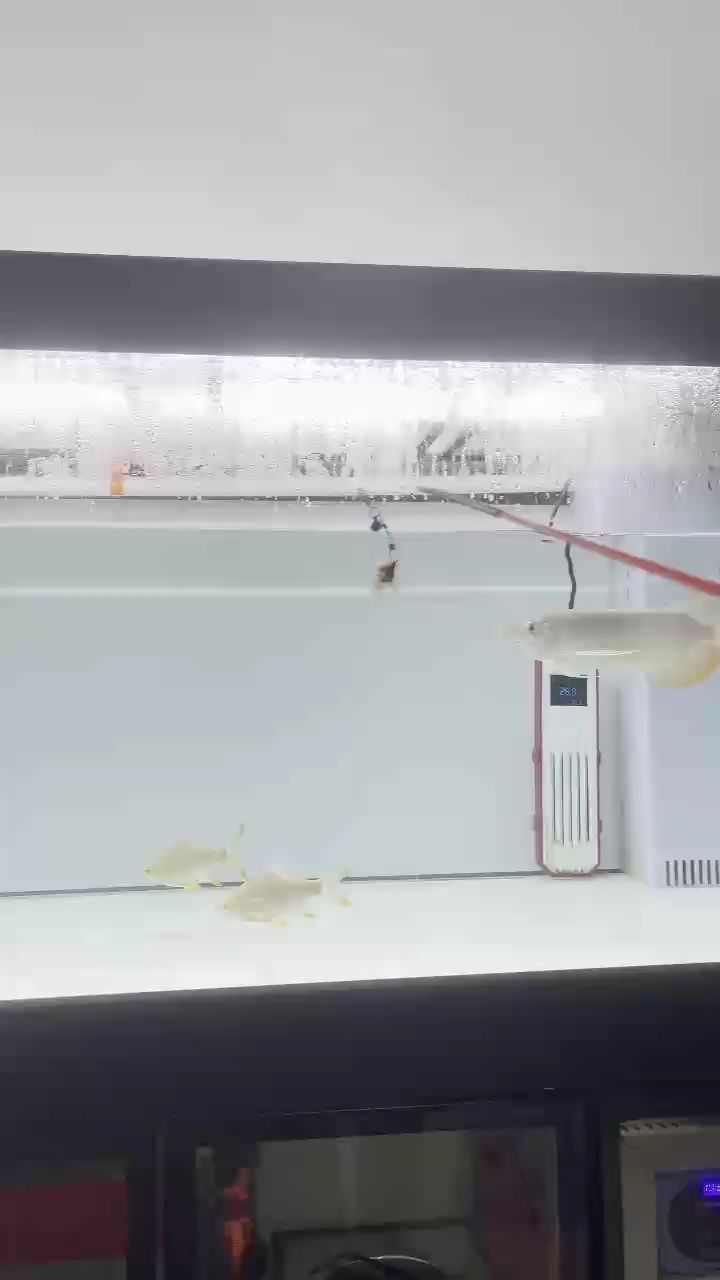 深夜溜魚
