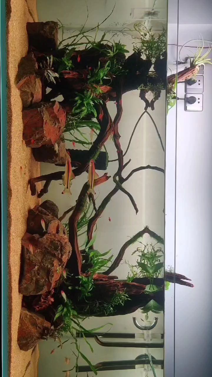 新開缸