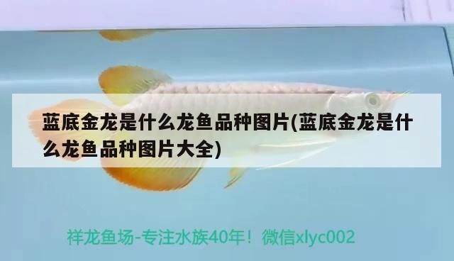 瀘州二手魚缸交易市場在哪里呀的簡單介紹