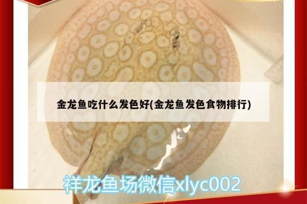 過背金龍魚喂什么發(fā)色好一點呢 金龍魚百科 第2張 過背金龍魚喂什么發(fā)色好一點呢 過背金龍魚喂什么發(fā)色好一點呢 金龍魚百科 第2張