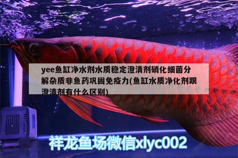 yee魚缸凈水劑水質(zhì)穩(wěn)定澄清劑硝化細菌分解雜質(zhì)非魚藥鞏固免疫力(魚缸水質(zhì)凈化劑跟澄清劑有什么區(qū)別)