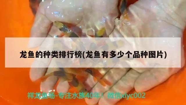 廣州市番禺區市橋街威濤觀賞魚店