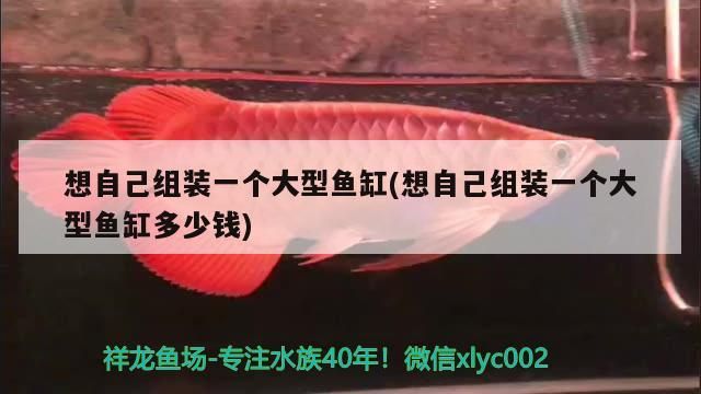 想自己組裝一個(gè)大型魚缸(想自己組裝一個(gè)大型魚缸多少錢)