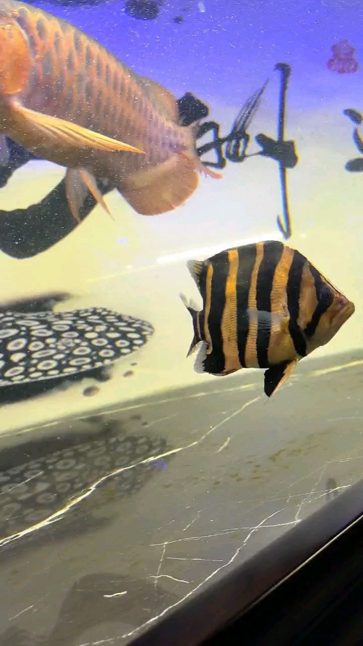 這虎吃多了