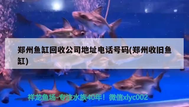 魚缸用增氧泵價格是多少:魚缸增氧機-xtrac增氧機-xtrac增氧機 鄭州魚缸回收公司地址電話號碼(鄭州收舊魚缸) 可麗愛魚缸 鄭州魚缸回收公司地址電話號碼(鄭州收舊魚缸) 鄭州魚缸回收公司地址電話號碼(鄭州收舊魚缸) 可麗愛魚缸