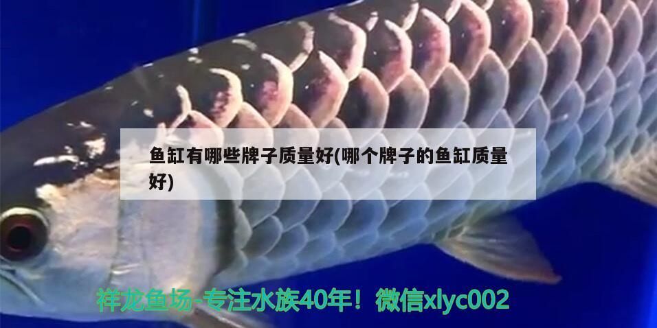 魚缸有哪些牌子質量好(哪個牌子的魚缸質量好)
