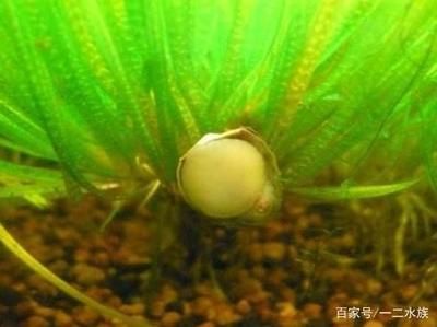 金龍魚養殖難度排行：金龍魚養殖難度排行的具體原因