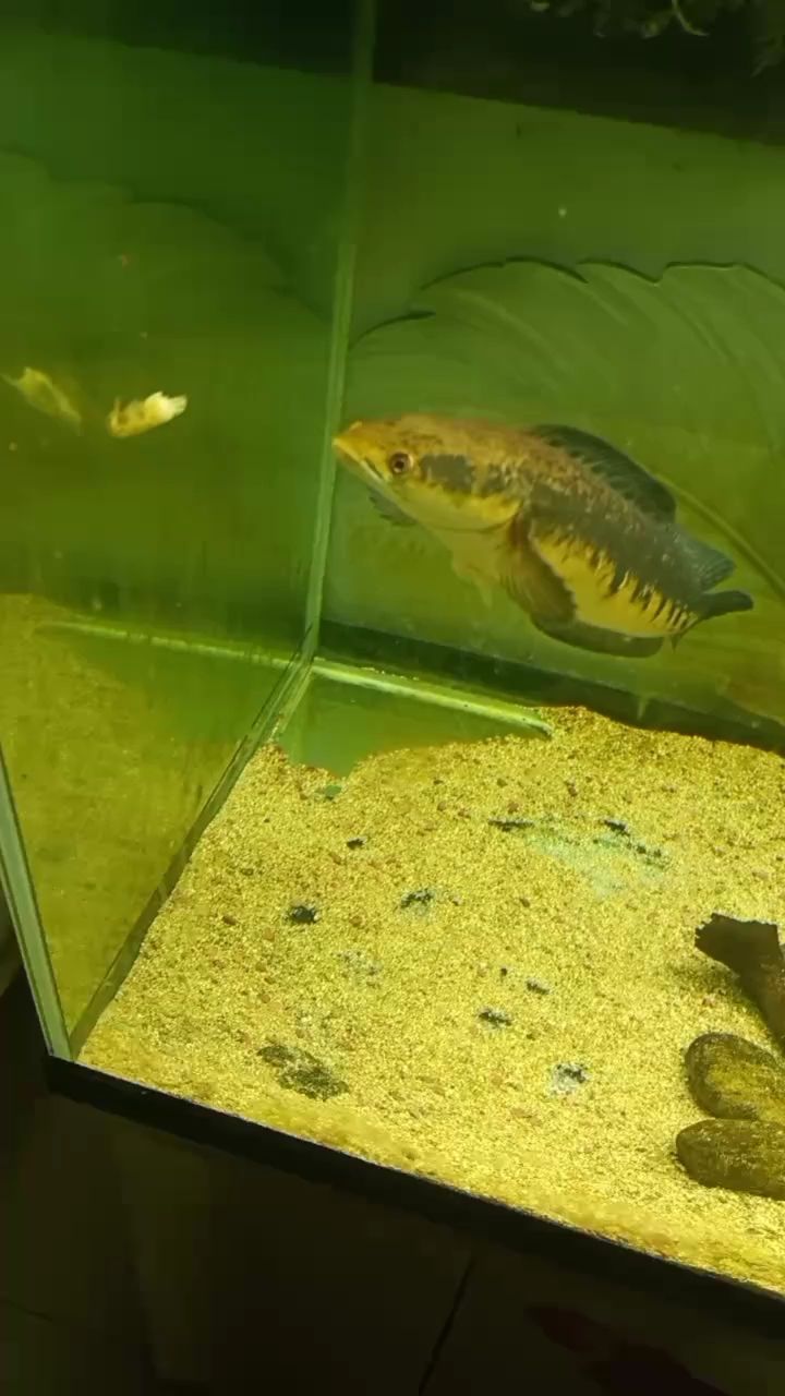 喂魚打卡