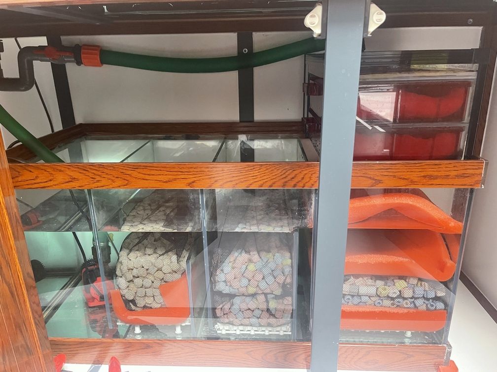 這個過濾很強大 這個過濾很強大 龍魚論壇