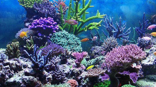水族館怎么玩：上海海洋水族館怎么玩和平精英水族館游玩攻略和注意事項(xiàng)
