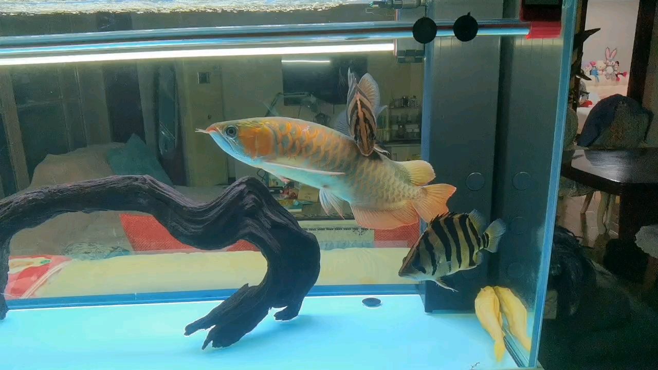 龍魚老張嘴是否需要換魚？，魚老張嘴是否需要換魚？