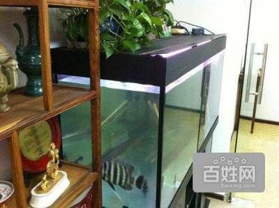 yeeking魚缸：yeeking魚缸怎么樣？