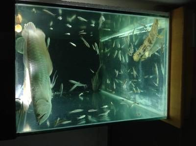 90魚缸可以養銀龍到多長：90cm長的魚缸可以生長到接近缸長的程度，需要注意什么