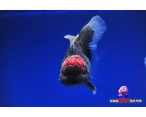 出售觀賞魚屬于什么類目（在抖音平臺上銷售觀賞魚需要注意以下幾個問題）