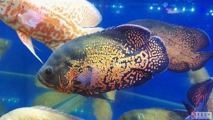 出售觀賞魚屬于什么類目（在抖音平臺上銷售觀賞魚需要注意以下幾個問題）