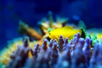 祥龍水族館親子活動報名