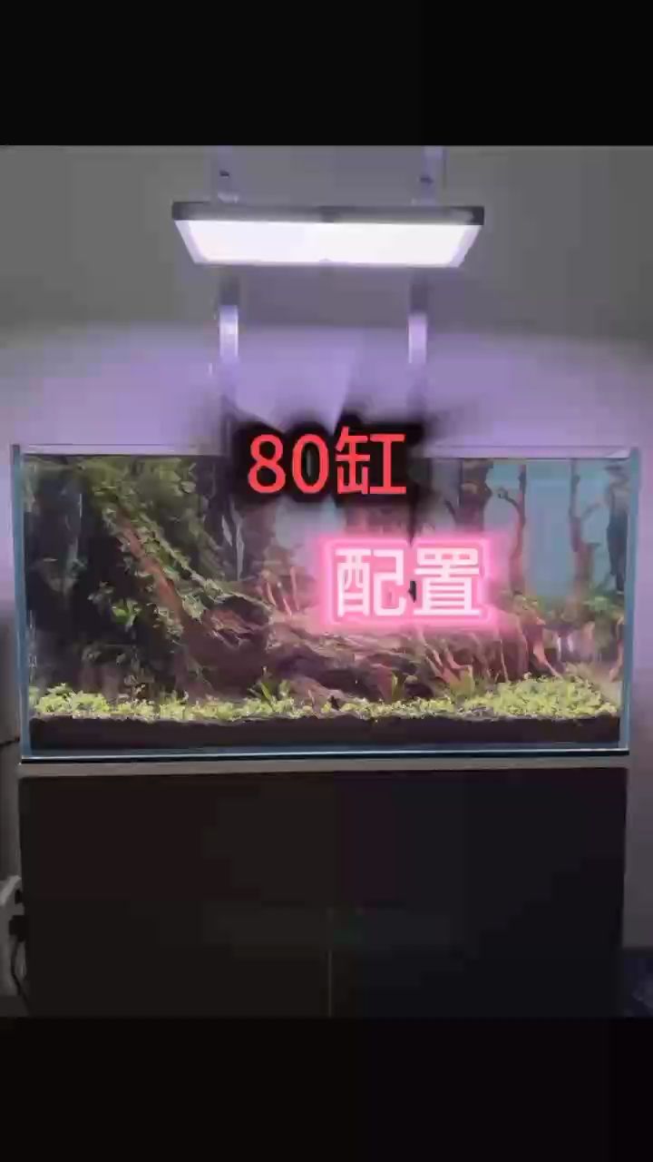又造了個 80 缸