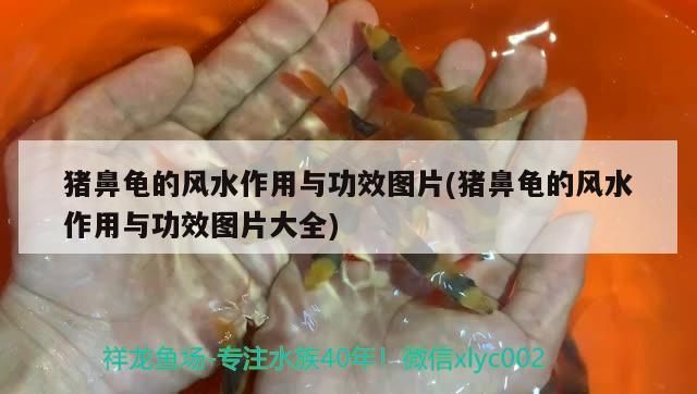 豬鼻龜的風水作用與功效圖片(豬鼻龜的風水作用與功效圖片大全) 豬鼻龜的風水作用與功效圖片(豬鼻龜的風水作用與功效圖片大全) 豬鼻龜百科