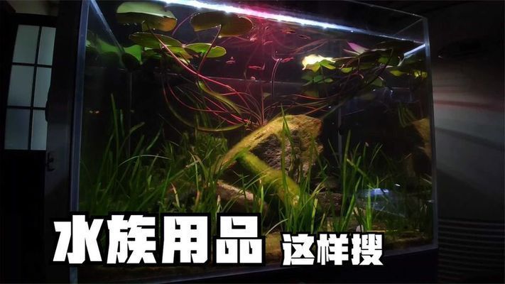 水族館去哪里拿貨便宜（成都天華農(nóng)副產(chǎn)品批發(fā)市場）