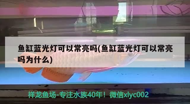 魚缸藍光燈可以常亮嗎(魚缸藍光燈可以常亮嗎為什么)