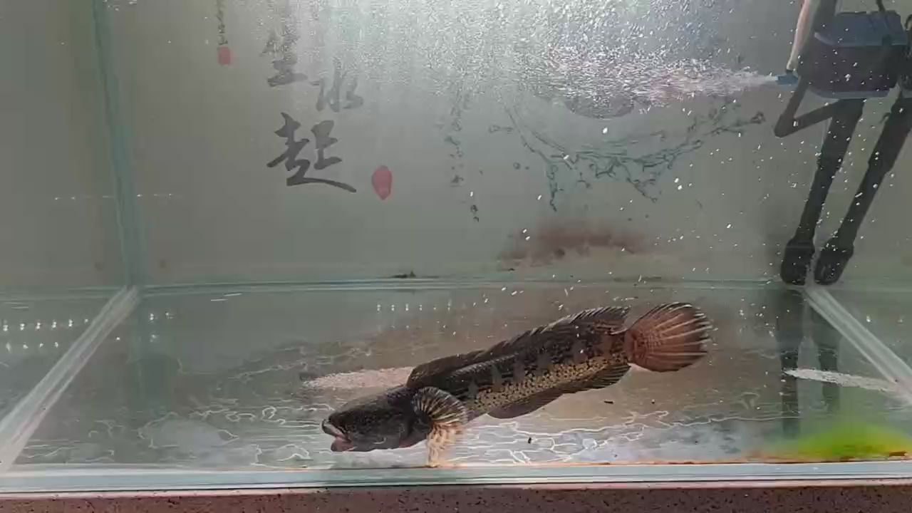 掌握了送禮文化的精髓