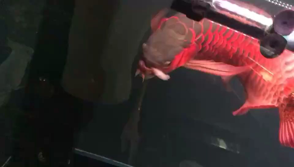 舒服喂喂魚