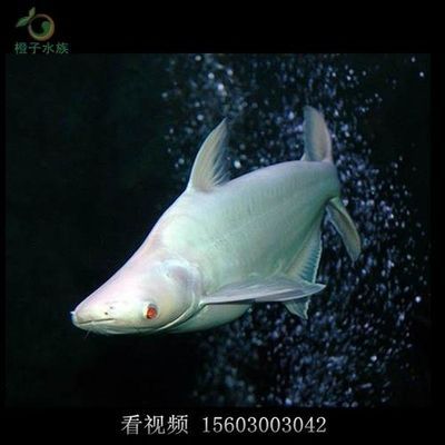 大白鯊魚觀賞魚（觀賞大白鯊魚需要注意其特殊的飼養需求和潛在的風險）