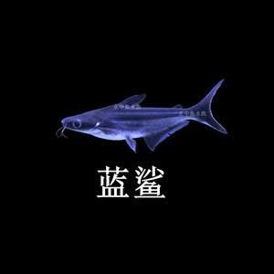 大白鯊魚觀賞魚（觀賞大白鯊魚需要注意其特殊的飼養需求和潛在的風險）