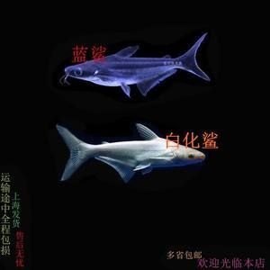 大白鯊魚觀賞魚（觀賞大白鯊魚需要注意其特殊的飼養需求和潛在的風險）