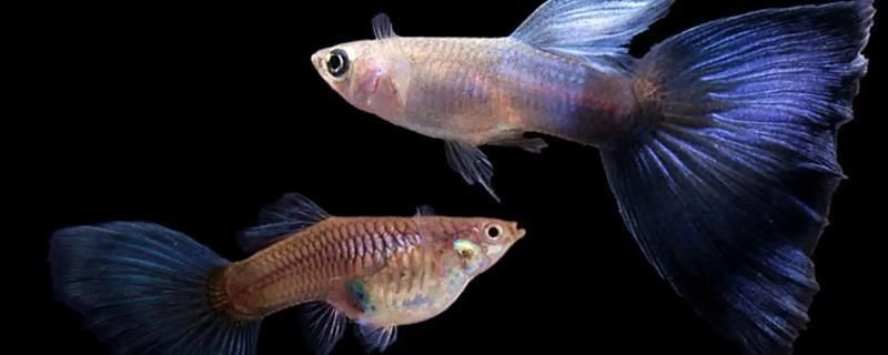 40魚缸養多少鳳尾魚苗：40厘米的魚缸可以養多少條鳳尾魚苗